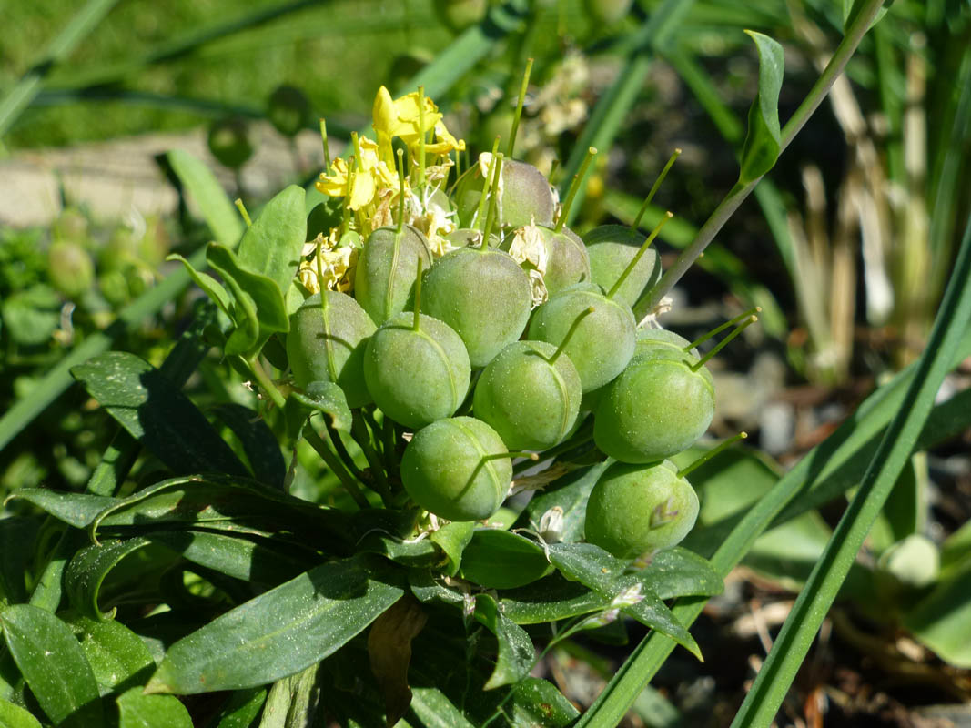 Alyssoides utriculata
